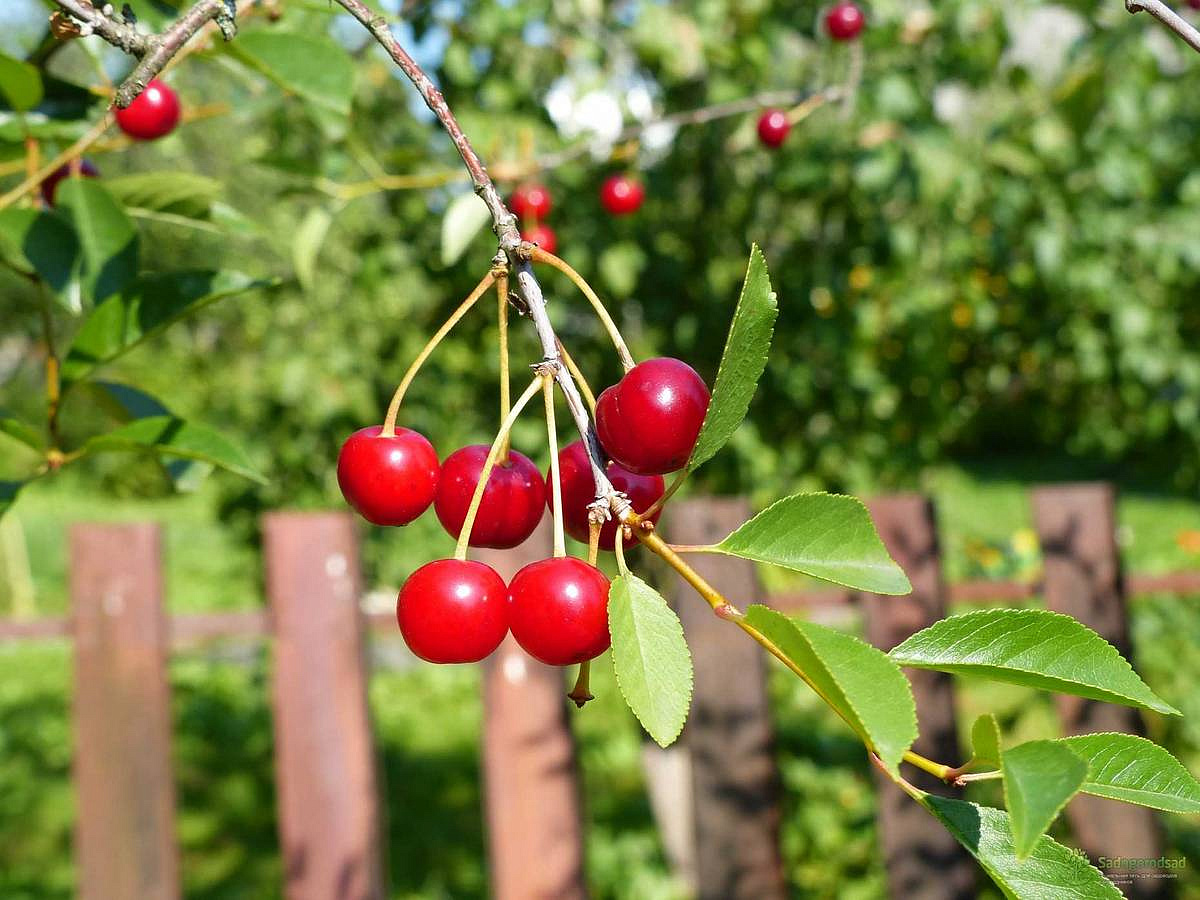"ФУФАНОН-НОВА" от долгоносиков, тлей, плодожорок, листоверток и др., 2 мл